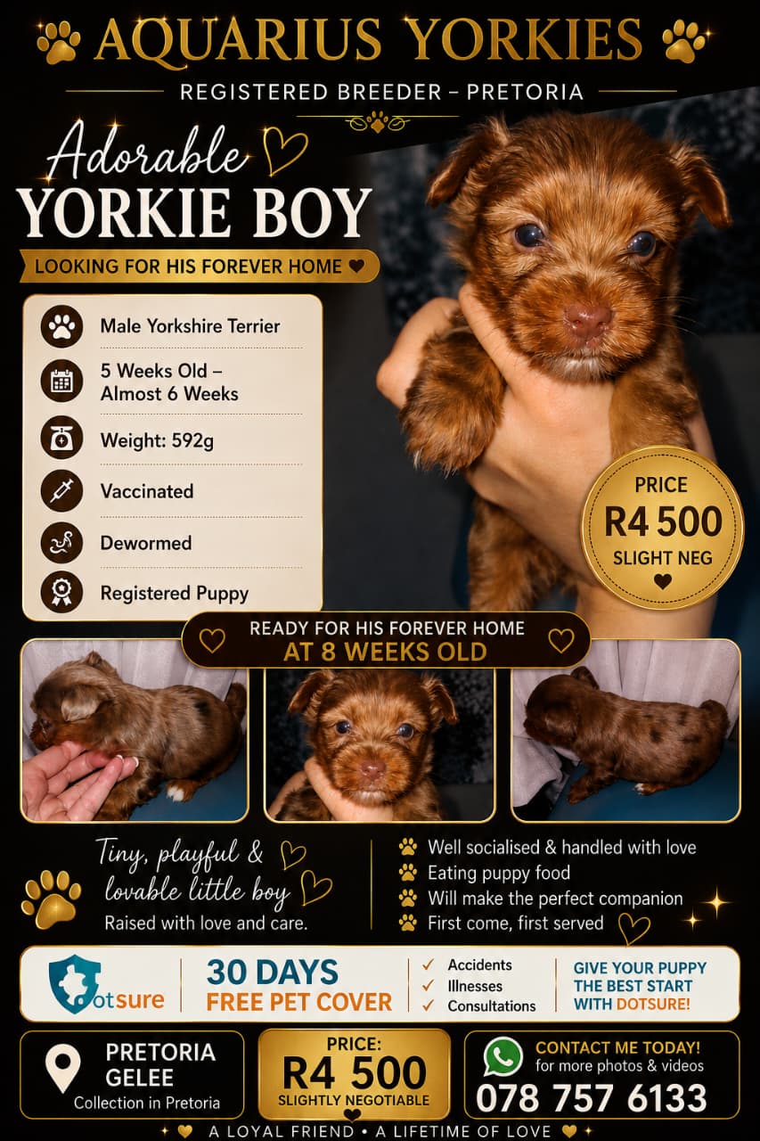 Male Yorkie