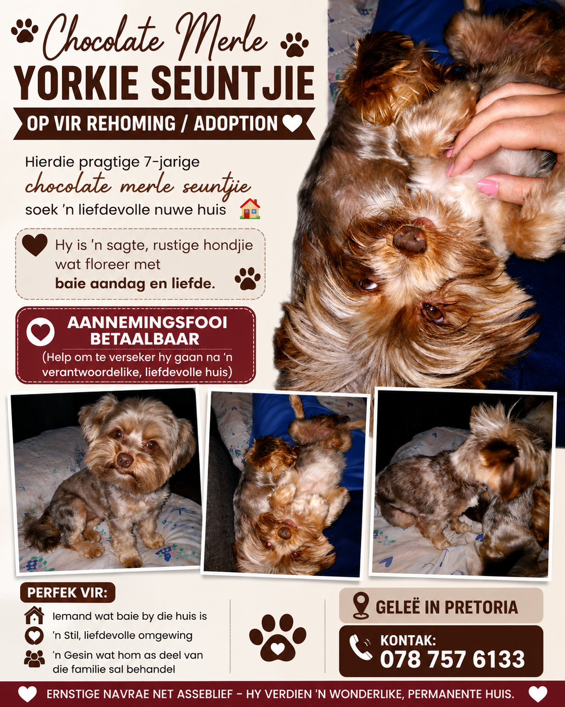 CHOCLATE MERLE MALE / CANINE SA REGISTERED
